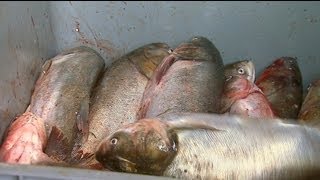 Asian Carp Processing Plant in Kentucky [upl. by Camfort899]