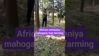 mahogany tree farming agriculture tree indianfarmershivashakti youtubeshorts [upl. by Katharyn]