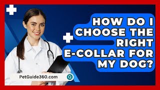 How Do I Choose the Right ECollar for My Dog  PetGuide360com [upl. by Kannav]