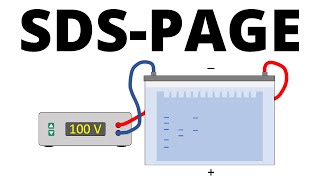 SDSPAGE explained  Protein Separation Technique [upl. by Sheline571]