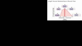 muscle length tension curve [upl. by Aseret]