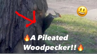 🐦 Pileated Woodpecker Pecking Hard For It’s Food 🐦 [upl. by Edithe]