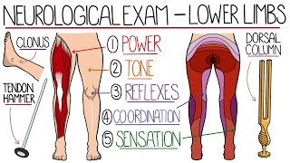 Neurological Examination of the Lower Limbs [upl. by Vittorio]