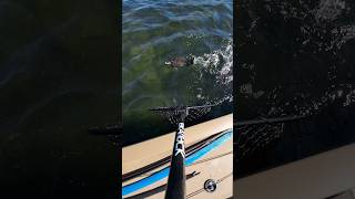 NetCam OG TheOriginal G3Boats Smallmouth Bass Fishing Boat Susquehanna River Fish PA [upl. by Euqinehs]