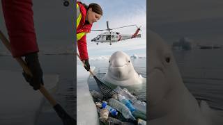 Young volunteers rescue a birthing mother whale and heal the ocean seaanimals [upl. by Barbour]