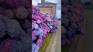 normandie hydrangeaгортензияgarden гортензіяflowers parkjardinshortsアジサイhortensianature [upl. by Adnwahsat]