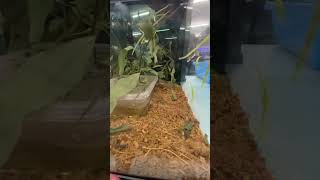 Violet Lacewing Stick Insect  Pet shop australia foryou funny fyp fypシ゚viral insects happy [upl. by Dorsey]