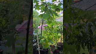 Twisted Oak bonsai backyard oaktree bonsaitrees [upl. by Ahusoj]