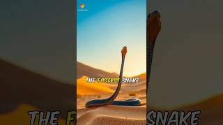 Black Mamba World Fastest snake facts wildanimalfacts animals [upl. by Walczak]