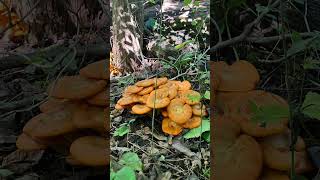 Jackolantern Mushroom 🎃 🍄‍🟫 nature mushroom fungi forest explore mushroomhunting [upl. by Jordana]