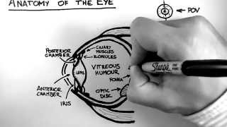 Anatomy of the Eye [upl. by Alvie89]