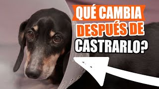 QUÉ Esperar DESPUÉS de ESTERILIZAR o CASTRAR a tu Perro🐶👇 [upl. by Albers]