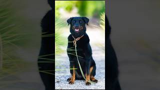 Meet Lucy 🐶❤️ dogphotography streetphotography doglover [upl. by Kalil473]