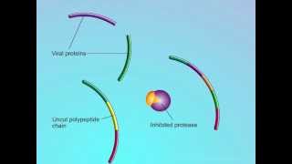 HIV Mechanisms of Action of Protease Inhibitors PIs [upl. by Fleece]