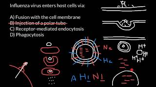 How influenza virus enters the host cell [upl. by Ardnaxela]