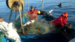 pesca de congrio caleta sierra chile [upl. by Aynatahs]