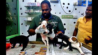 Pug Puppies  Pitbull Puppies  Importance of Deworming  Milk borne infection [upl. by Yenohtna]