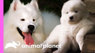 Fussy Samoyed Puppy Makes An Unlikely New Best Friend  Too Cute [upl. by Galer900]