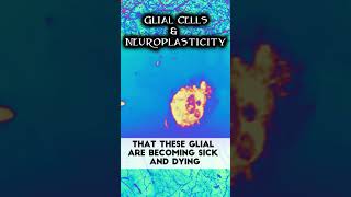 Glial Cells  Neuroplasticity amp MS  multiplesclerosis neuroplasticity rewireyourbrain shorts [upl. by Damarra547]