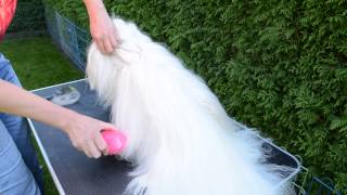 Fellpflege beim Langhaarhund mit der Tangle Teezer Bürste [upl. by Dupuis]