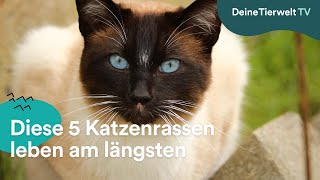 Diese 5 Katzenrassen leben am längsten [upl. by Yanrahc]