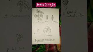 Argemone mexicana  Comment amp floral diagram  Record file work apshorts bsc shorts [upl. by Petr]