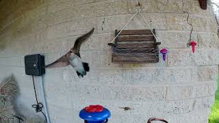 Wasp chasing Hummingbird 07 Aug 2024 [upl. by Lybis691]