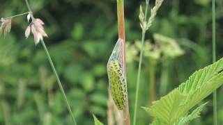 Caterpillar Forms Cocoon [upl. by Katie]