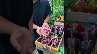 Pinoy Picked a Peck of Purple Peppers [upl. by Dremann]