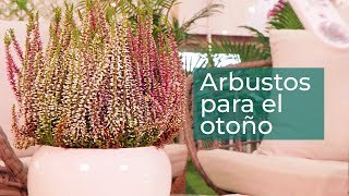 5 arbustos para tu jardín en otoño  Plantas en Verdecora [upl. by Edlihtam]