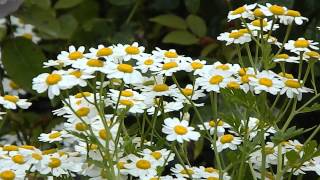 Tanacetum parthenium [upl. by Roshelle752]