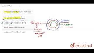 Coelom is cavity found between [upl. by Seessel]