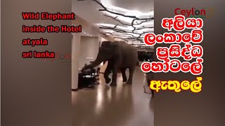 wild elephant in the hotel at yala elephant wildlifesrilanka [upl. by Sender]