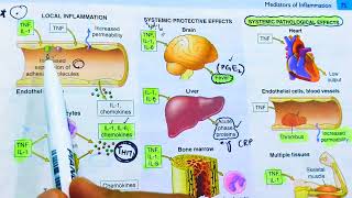 Cytokines and Chemokines Inflammatory mediators of inflammationTNF and InterleukinsRobbins patho [upl. by Babita104]