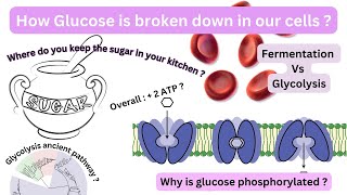 Reactions of glycolysis amp the enzyme catalyzing each reactionEnergetic consequences description [upl. by Garbers]