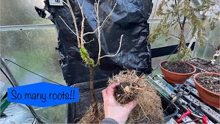 Drastic Root prune for my Lilac Tree  preBonsai [upl. by Bernadene953]