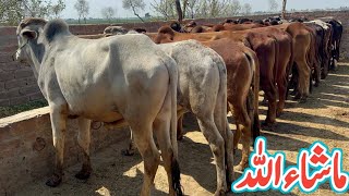 Low Investment Business Qurbani Calf  Bachra Farming in Pakistan  Small Business Ideas [upl. by Larrabee645]