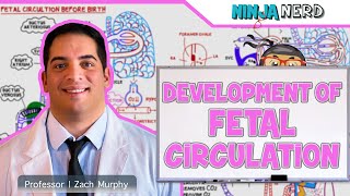 Embryology  Development of Fetal Circulation [upl. by Ebag]