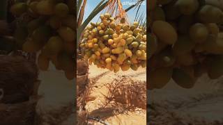 Raw Arabian dates of small treesstrawberry fruit fruit cutting shorts video [upl. by Lord]