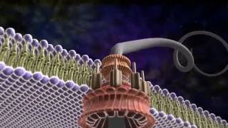 Amazing Flagellum  Michael Behe and the Revolution of Intelligent Design [upl. by Tat128]