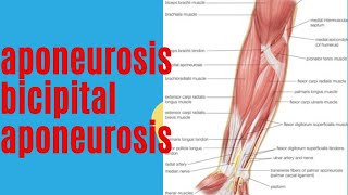 aponeurosis  bicipital aponeurosis medicoslecturerbyap anatomy [upl. by Gninnahc]