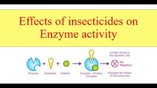 Effects of insecticides on Enzyme activity [upl. by Routh117]