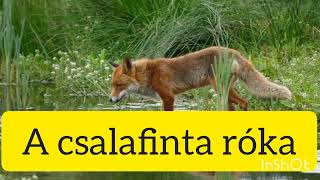 A csalafinta róka🦊hangoskönyv gyerekeknek🤗 [upl. by Maze]