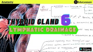 Thyroid Gland Anatomy  6 Lymphatic Drainage  Lymph nodes of Thyroid Gland [upl. by Gerald616]