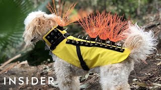 Spiky Vest Protects Dogs Against Predators [upl. by Anoyk303]