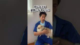 絶対NGな抱っこの仕方とは？ 犬のしつけ dog 犬の抱っこ [upl. by Eveivaneg]