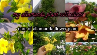 allamanda flower plant care and my collection of allamanda [upl. by Ferren500]