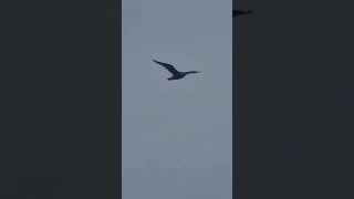 a flying Blacktailed gull 2 [upl. by Nnylrefinnej]