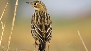 Linduška rudokrká  Redthroated Pipit Anthus cervinus [upl. by Yvon997]