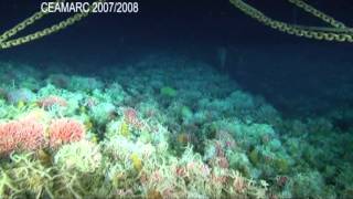 Coldwater corals from Antarctica [upl. by Hamimej547]